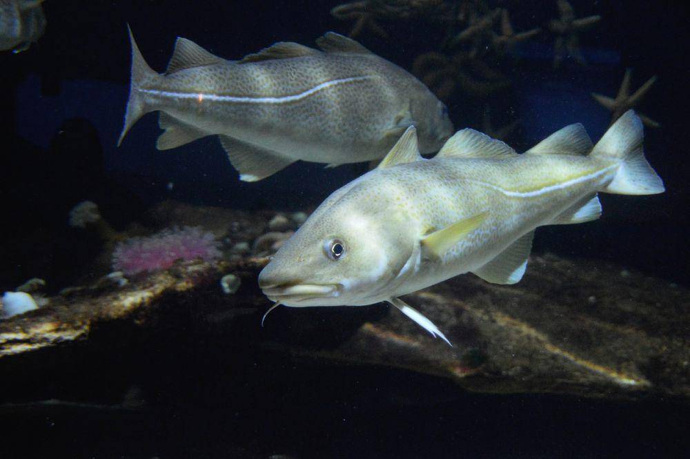 Ikan kod (pixabay.com/VIVIANE6276)