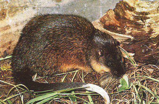 rakali (commons.wikimedia.org/ zoopro)