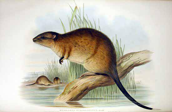 ilustrasi rakali (commons.wikimedia.org/ John Gould)