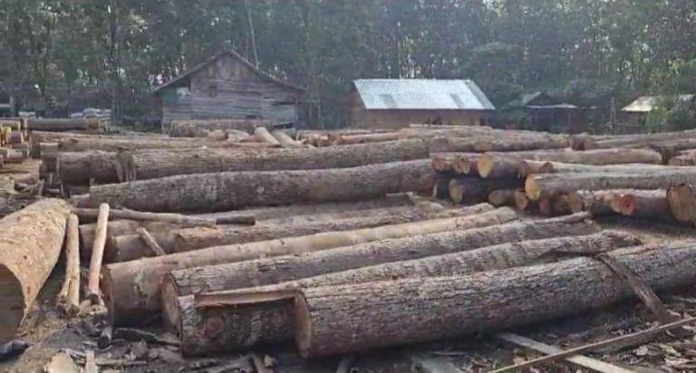 Polda Sumsel Gerebek Gudang 700 Batang Kayu dari Pembalakan Liar