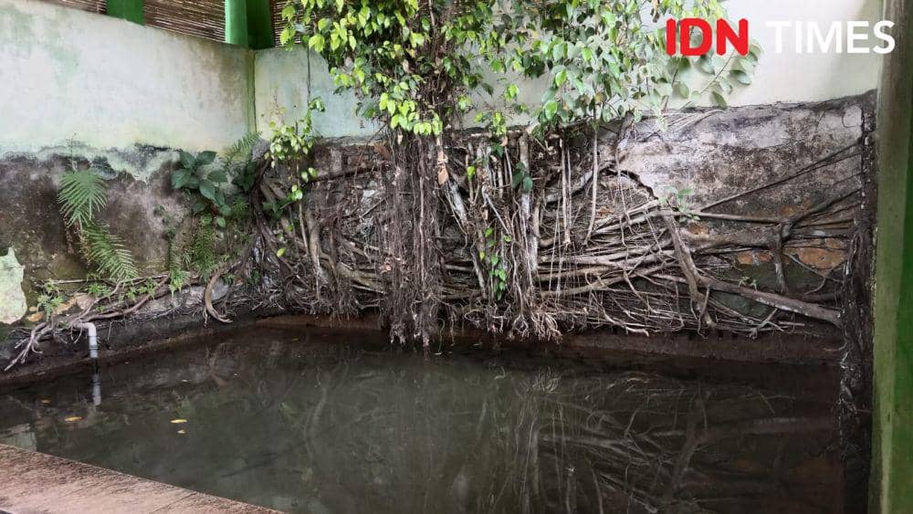 Akar dari pohon beringin tampak menutupi dinding Sendang Jambu. (IDN Times/Fariz Fardianto)