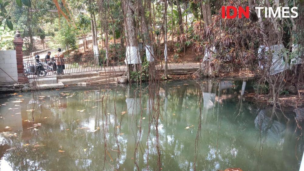 Setiap pohon-pohon tua yang mengitari Sendang Gede ditutupi kain putih sebagai wujud penghormatan bagi para arwah leluhur yang bersemayam di tempat tersebut. (IDN Times/Fariz Fardianto)