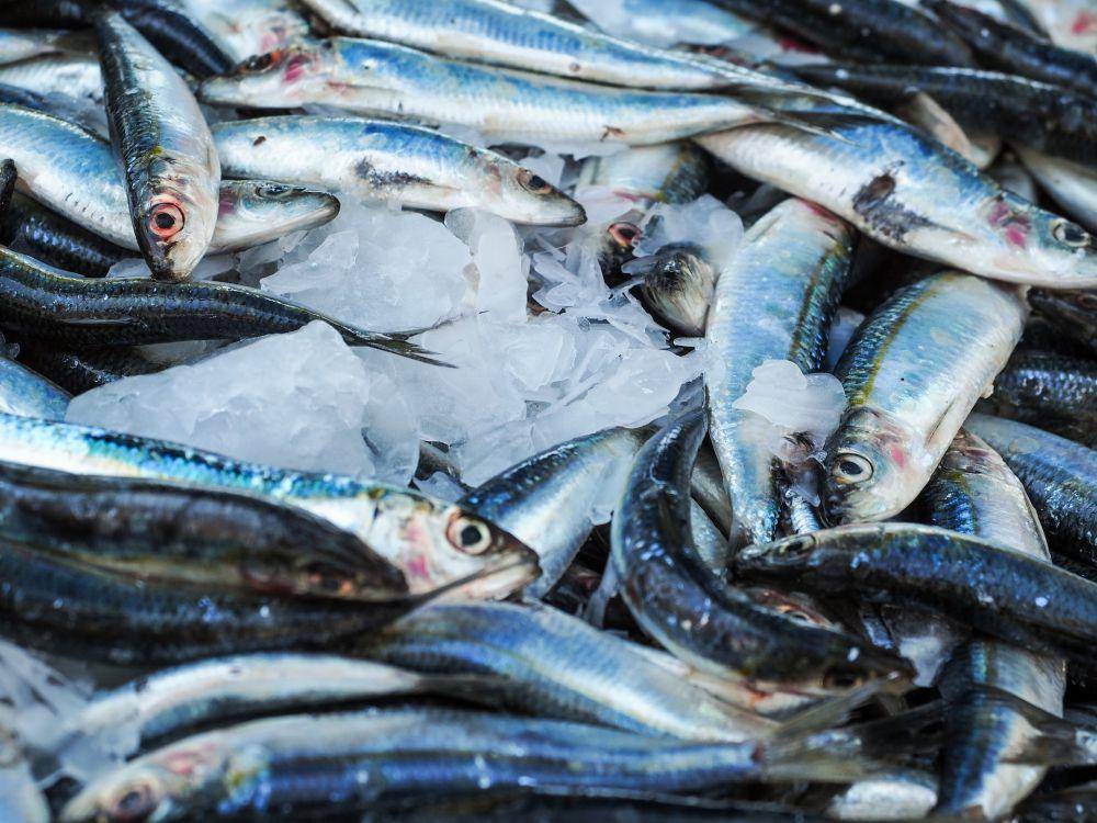 Ikan Sarden (pexels.com/energepic.com)