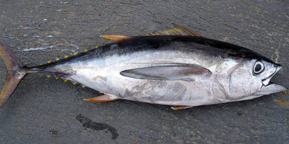 Ikan Tuna (pixabay.com/WikiImages)