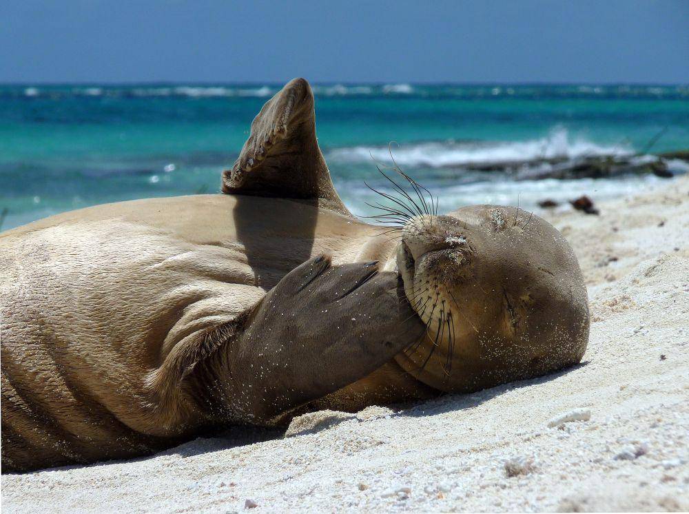 Anjing laut hawai (commons.m.wikimedia.org/Mark Sullivan)