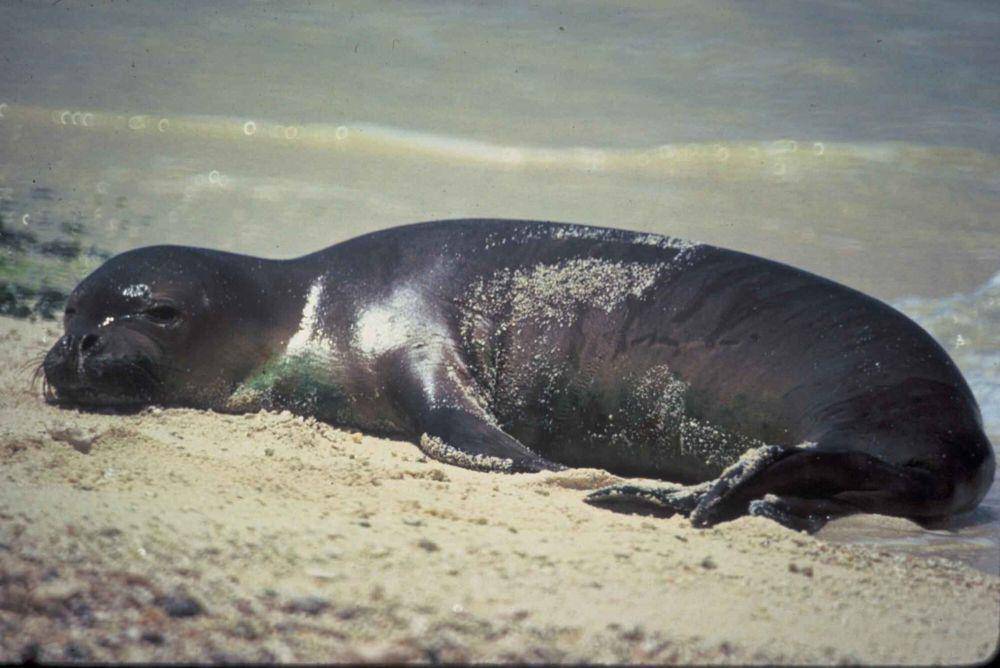 Anjing laut hawai (commons.m.wikimedia.org/Leupold James, U.S. Fish and Wildlife Service)