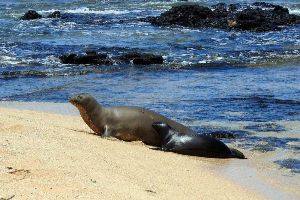 Anjing laut hawai (commons.m.wikimedia.org/NOAA Fisheries PIFSC)