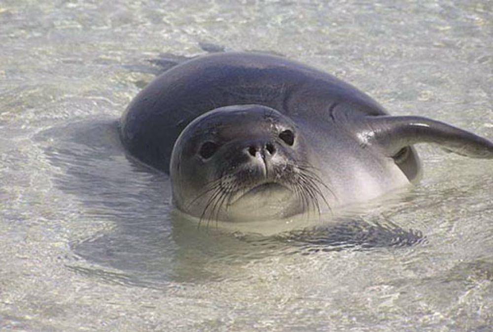 Anjing laut hawai (commons.m.wikimedia.org/NOAA)