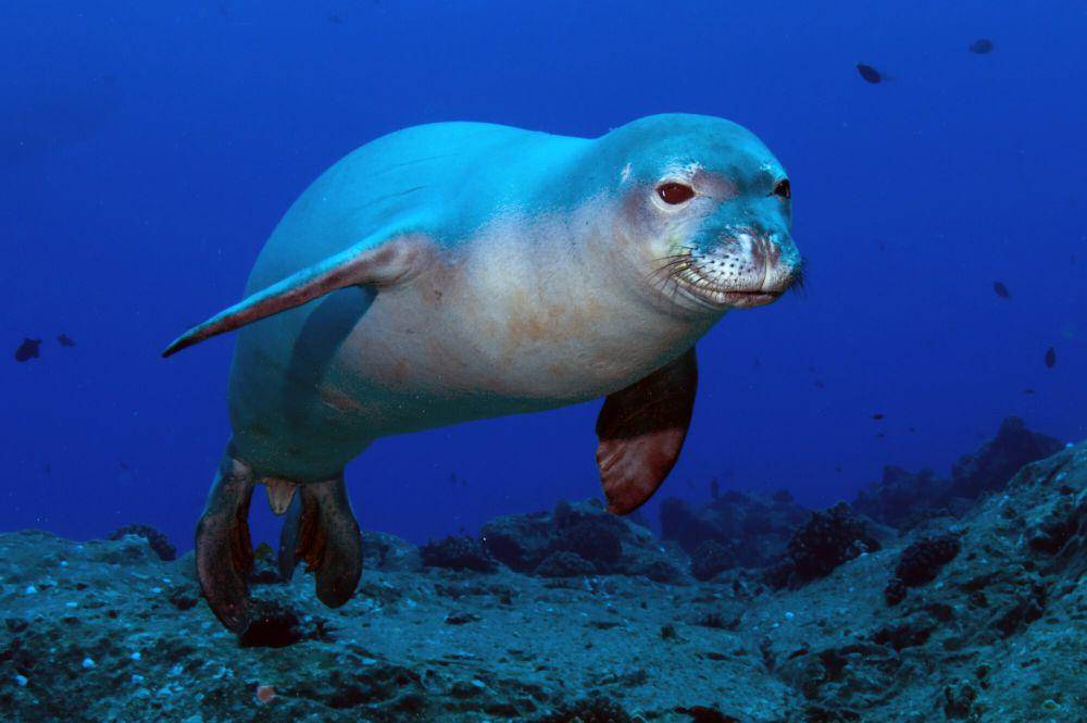 Anjing laut hawai (commons.m.wikimedia.org/N3kton)