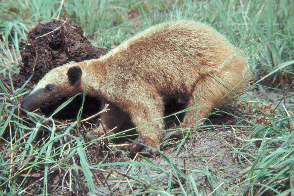 Tamandua (commons.m.wikimedia.org/Unknown)