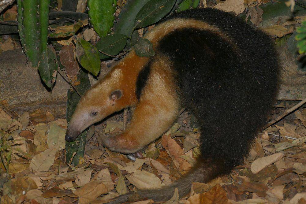 Tamandua (commons.m.wikimedia.org/Bernard DUPONT)