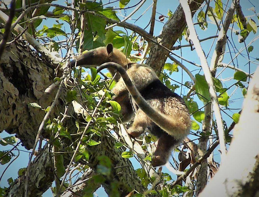 Tamandua (commons.m.wikimedia.org/Plantations road)
