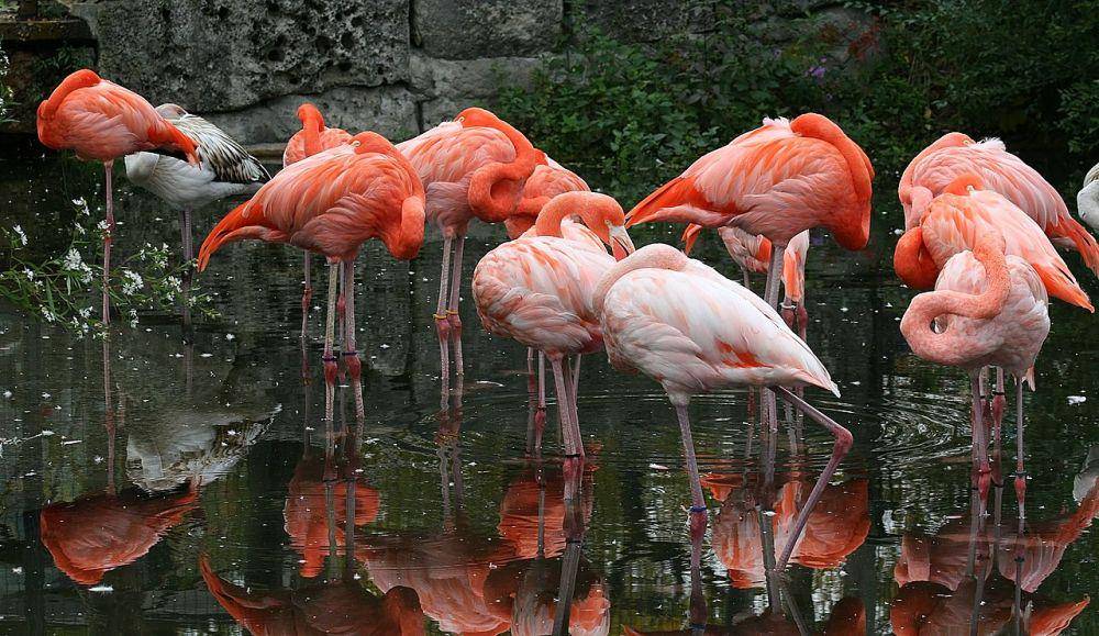 Flamingo karibia di Kebun Binatang Toronto (commons.wikimedia.org/Darren Swim)