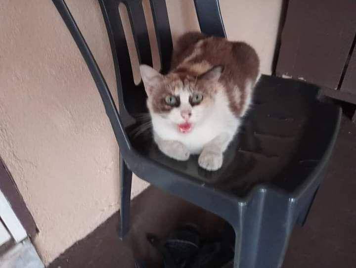 Meme kucing lagi marah (twitter.com/Fird_4u5)