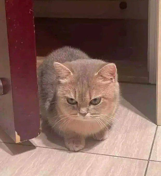 Meme kucing lagi marah (twitter.com/fatmeow)
