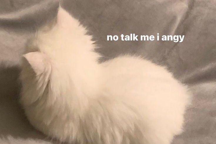 10 Asupan Meme Kucing Lagi Emosi, Lucu nan Menggemaskan
