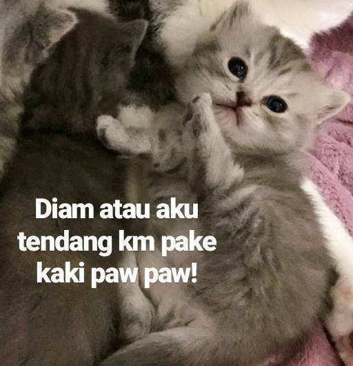 Meme kucing lagi marah (twitter.com/pixieeid)