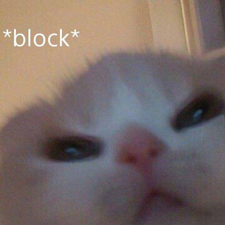 Meme kucing lagi marah (twitter.com/pixieeid)