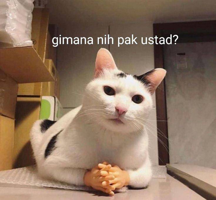 Meme kucing lagi marah (twitter.com/pixieeid)