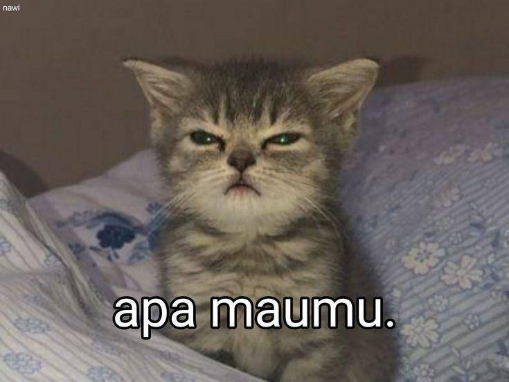 Meme kucing lagi marah (twitter.com/pixieeid)