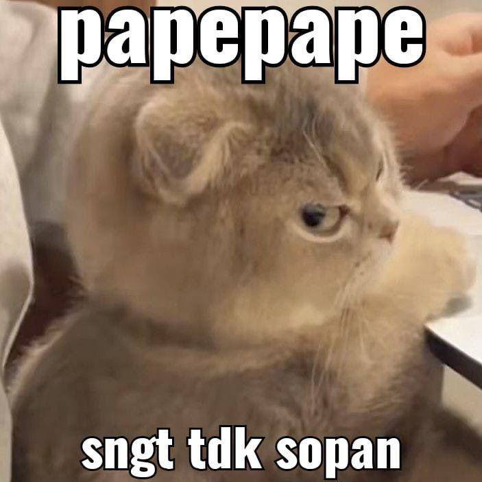 Meme kucing lagi marah (twitter.com/pixieeid)