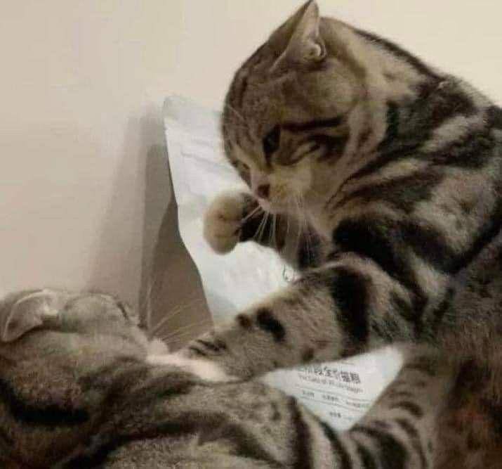 Meme kucing lagi marah (twitter.com/pixieeid)