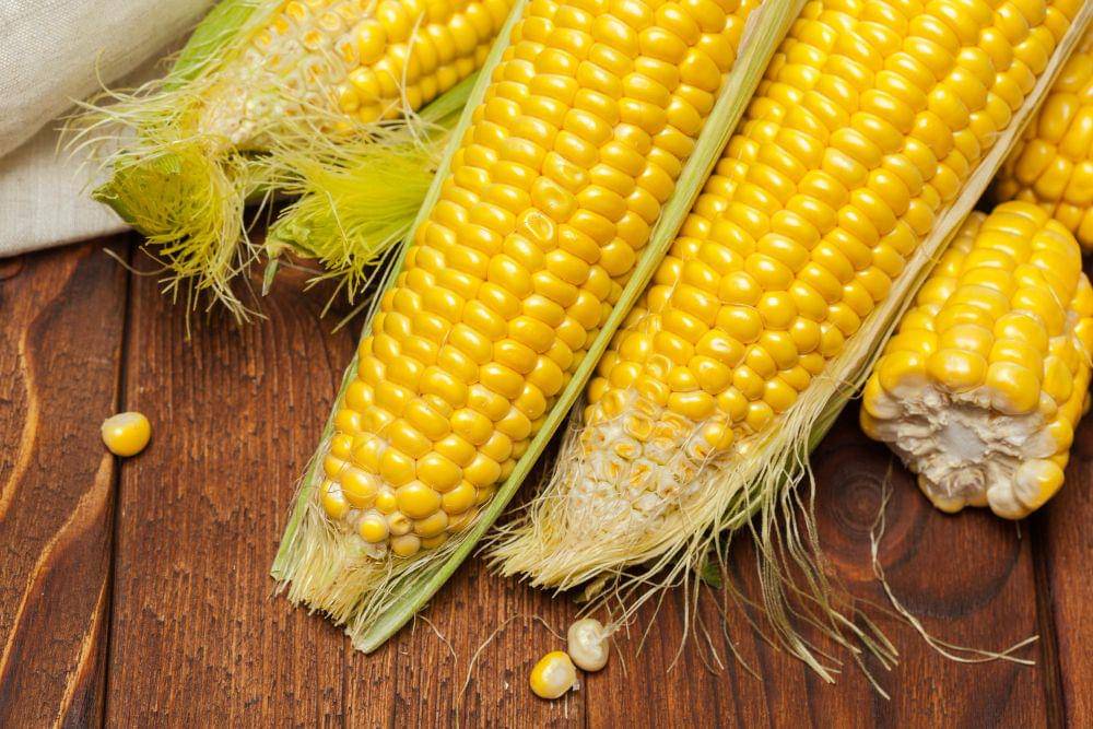 ilustrasi jagung (freepik.com/fabrikasimf)