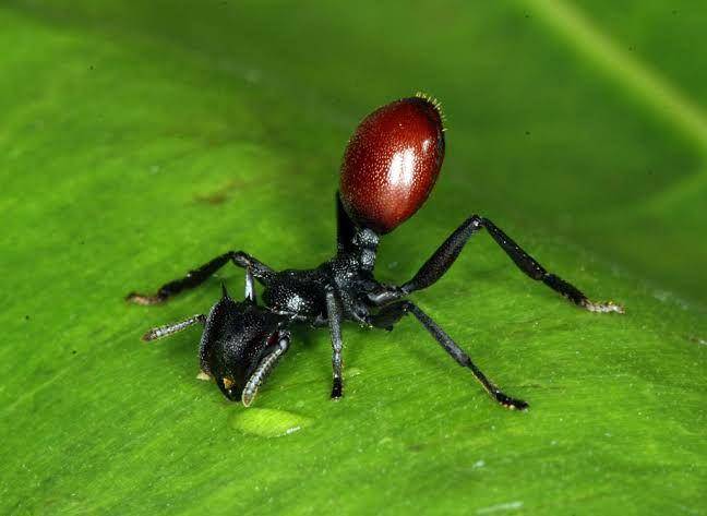 Semut Cephalotes atratus yang terinfeksi parasit nematoda Myrmeconema neotropicum (42evolution.org)