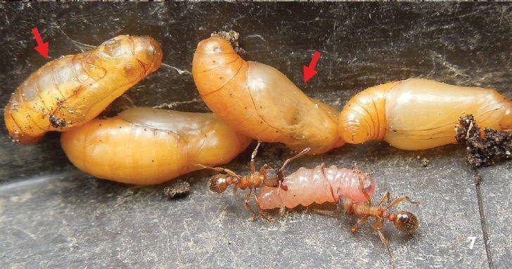 Larva kupu-kupu Phengaris arion yang berpura-pura menjadi anak semut myrmica (commons.wikimedia.org/Tartally A, Koschuh A, Varga Z)