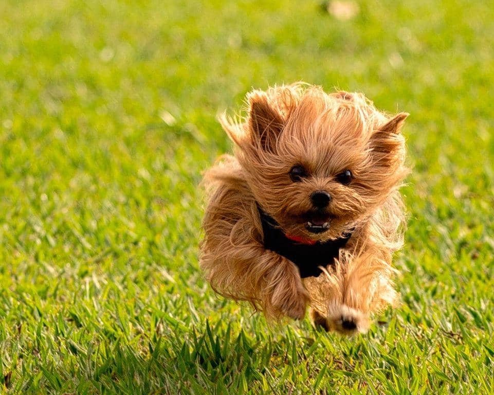 ilustrasi anjing yorkshire (pexels.com/Fredson Silva)