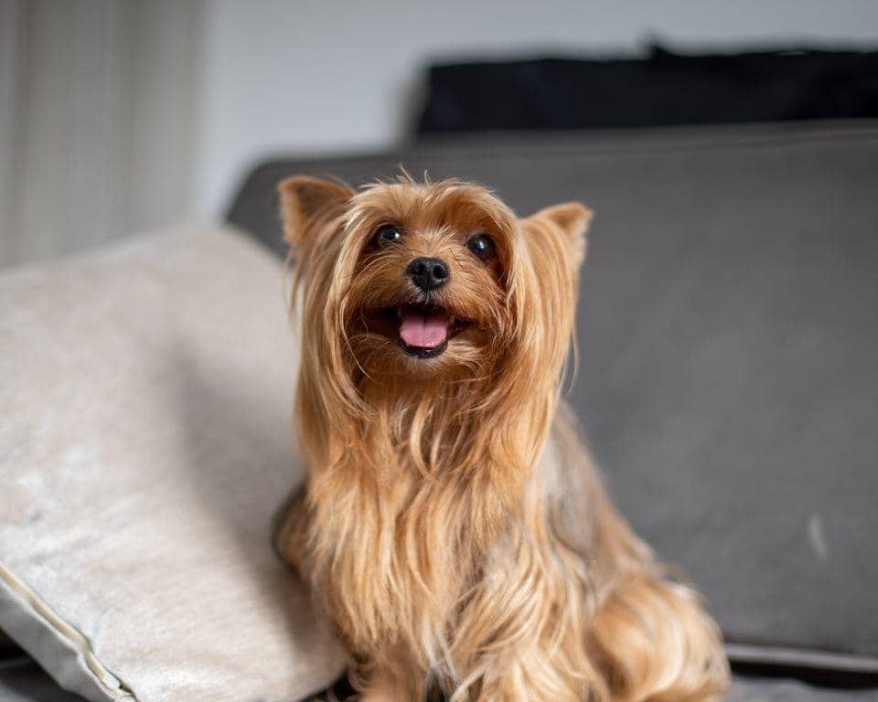 ilustrasi anjing yorkshire (pexels.com/Fredson Silva)