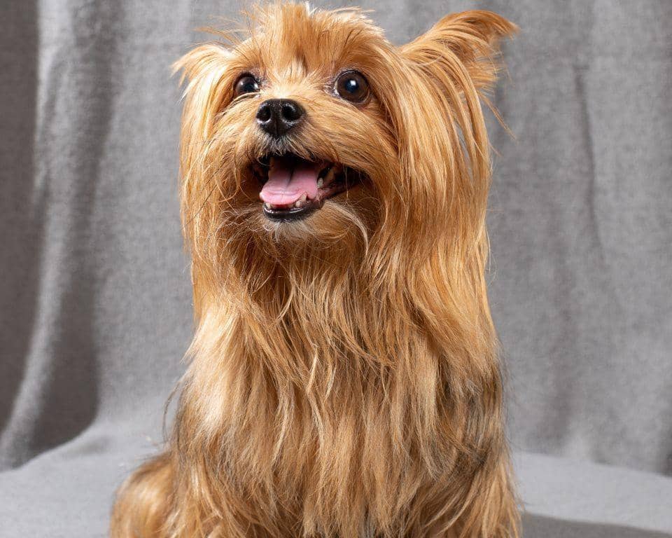 5 Fakta Anjing Yorkshire, Si Mungil Berambut Panjang