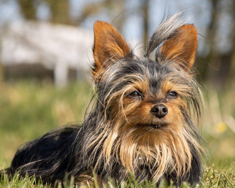 ilustrasi anjing yorkshire (pexels.com/Mirko Fabian)