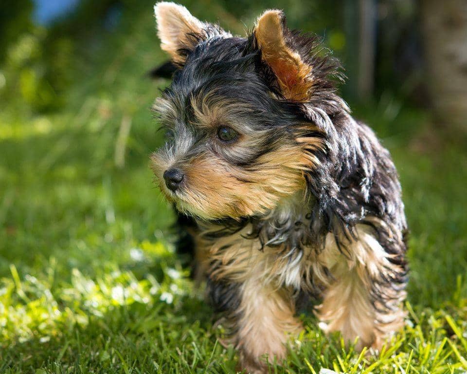 ilustrasi anjing yorkshire (pexels.com/Pixabay)