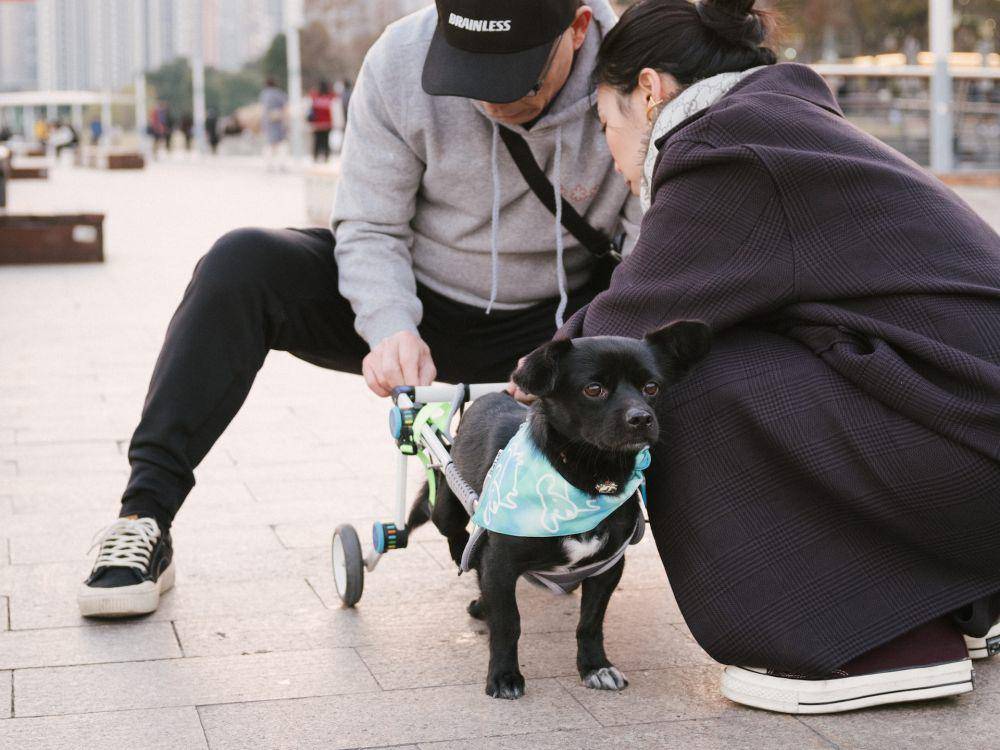 rehabilitasi hewan (https://unsplash.com/@siyuan_hu)