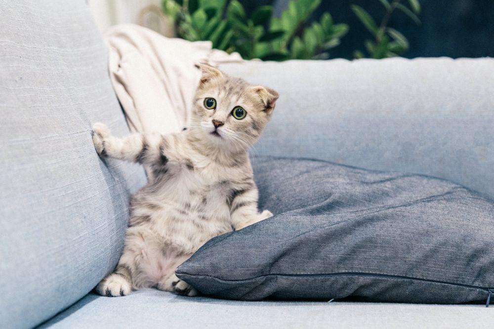 Membongkar Mitos Toksoplasma pada Kucing. Kamu Wajib Tahu!