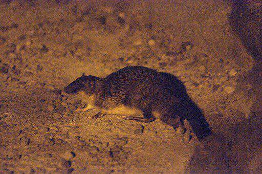 rakali aktif di malam hari (commons.wikimedia/ Mikeybear)