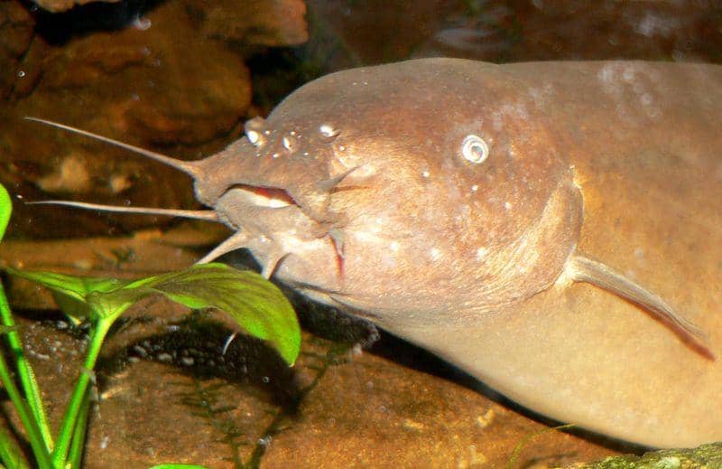 Jaringan otot di sekitar kulit lele listrik mampu menghasilkan tegangan listrik yang kuat. (commons.wikimedia.org/Stan Shebs)