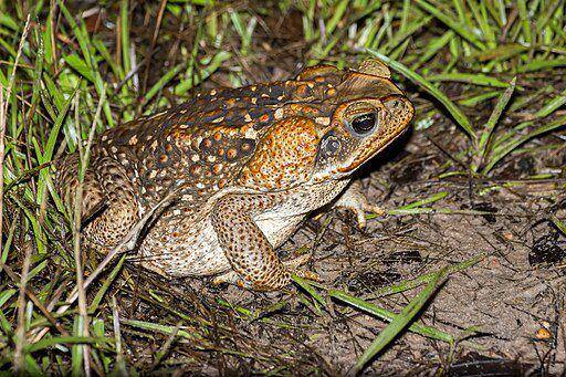 cane toad/kodok tebu beracun yang menjadi salah satu diet rakali (commons.wikimedia/ Fernando Flores)