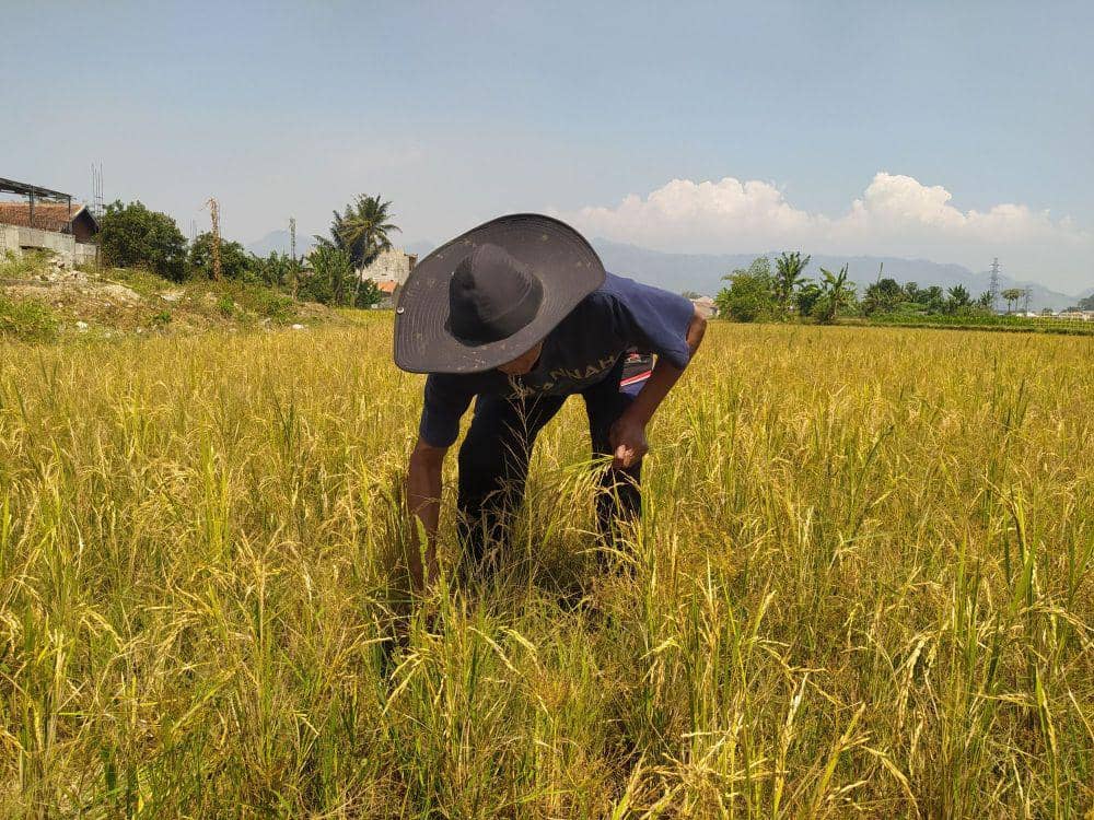 Seorang Petani di Batujajar, Bandung Barat Menunjukan Padi yang Gagal Panen Karena Kemarau. (Bangkit Rizki/IDN Times)