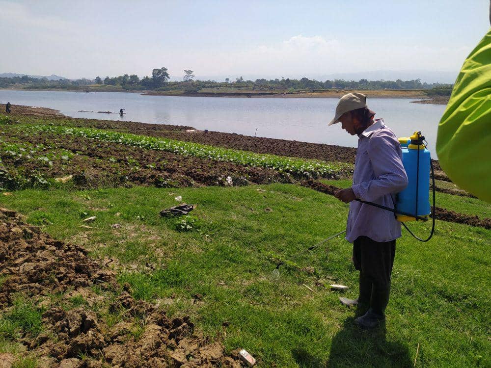 Petani lainnya Tengah Menyebarkan Obat di Lahan Waduk Saguling, Bandung Barat yang akan Ditanami Sayuran. (Bangkit Rizki/IDN Times)