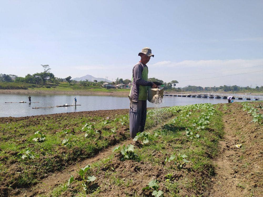 Waduk Saguling Jadi Penyambung Hidup Petani di KBB di Tengah Kemarau