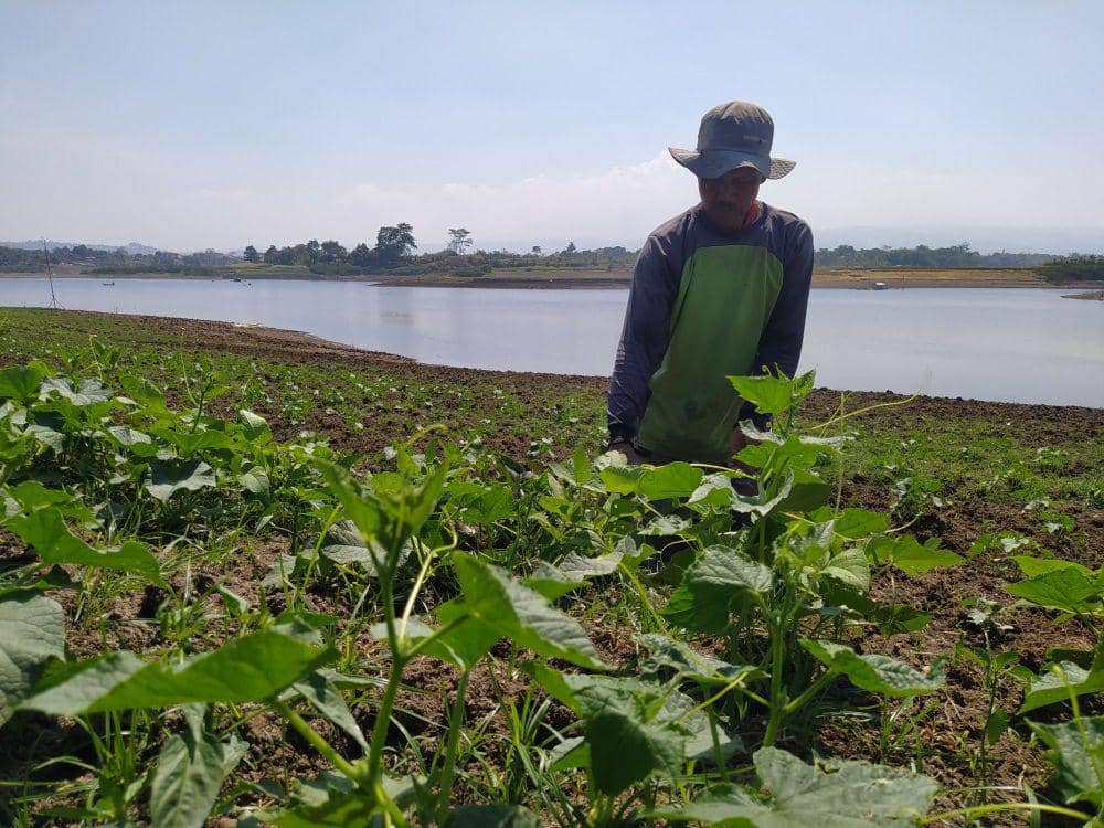 Petani Sayuran di Kawasan Waduk Saguling, Bandung Barat. (Bangkit Rizki/IDN Times)
