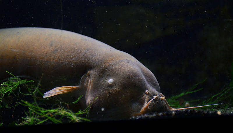 Lele listrik berukuran besar yang dipelihara di Aquarium tropical du Palais de la Porte Dorée, Paris, Prancis. (commons.wikimedia.org/Vassil)