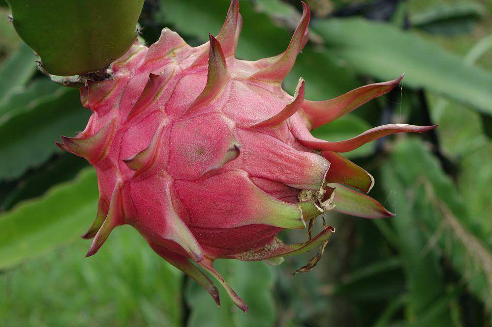ilustrasi buah naga (pixabay.com/juemi)