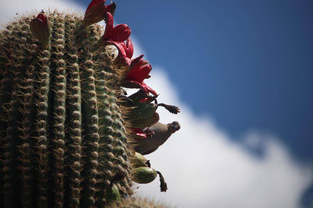 ilustrasi buah kaktus saguaro (pixabay.com/dt10111)