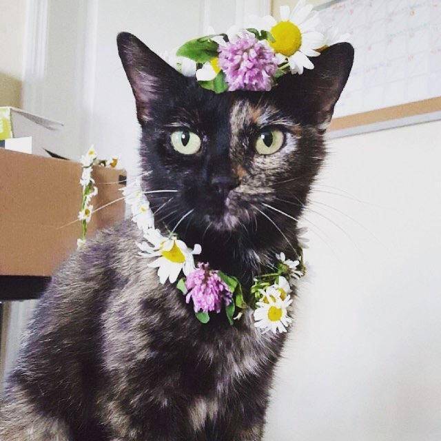 foto gemas kucing pakai kalung (reddit.com/user/UnanalyzablePeptide)