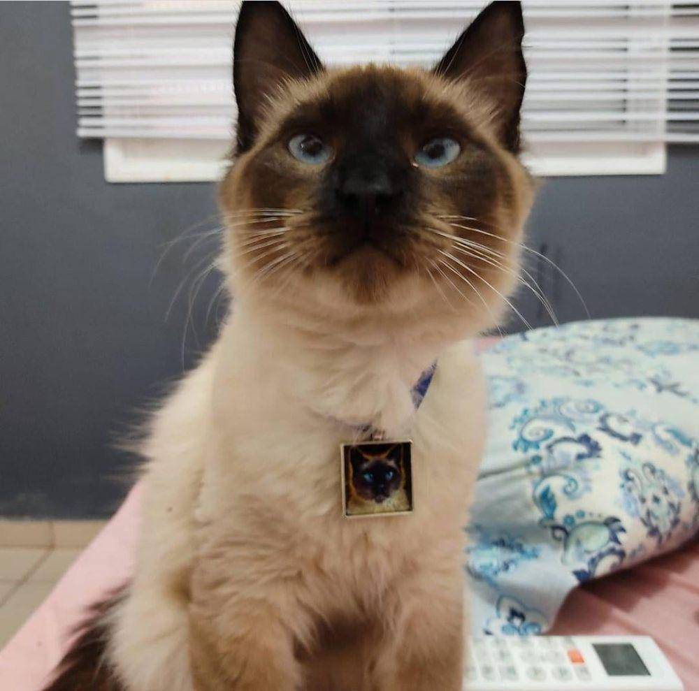 foto gemas kucing pakai kalung (reddit.com/user/nizecambuy)
