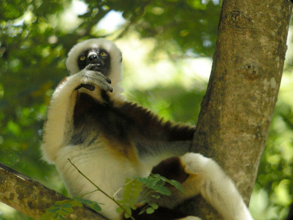 Coquerel’s sifaka (commons.m.wikimedia.org/Frank Vassen)