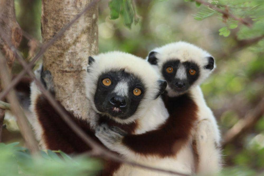 Coquerel’s sifaka (commons.m.wikimedia.org/Charles J.Sharp)